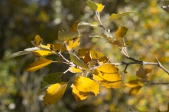 DSCF1137-001