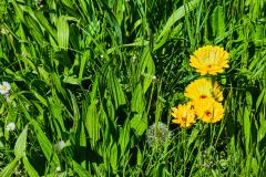 DSCF5222