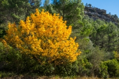 DSCF1026