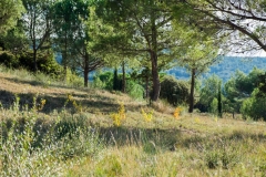 DSCF0877