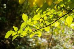 DSCF0879
